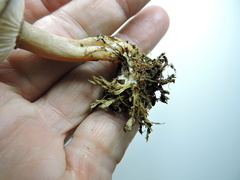 Rhizocybe rhizoides
