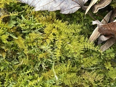 Hylocomium splendens