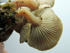 Rhizocybe rhizoides