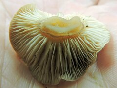 Rhizocybe rhizoides