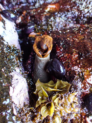 Protula bispiralis