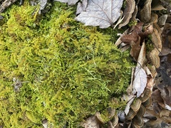 Hylocomium splendens