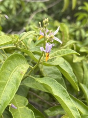Solanum bahamense