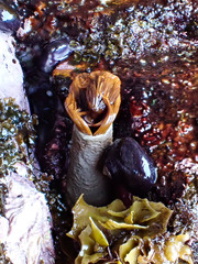Protula bispiralis