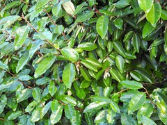 Elaeagnus × ebbingei