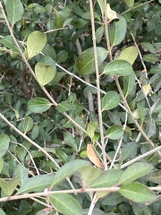Ligustrum quihoui