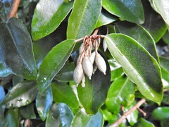 Elaeagnus × ebbingei