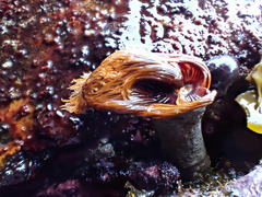 Protula bispiralis