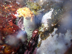 Protula bispiralis