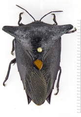 Embolosterna taurus