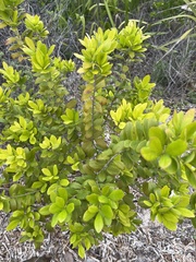 Myrcianthes fragrans