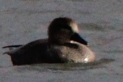 Mareca strepera strepera