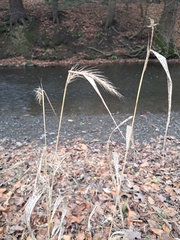 Elymus canadensis