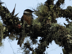 Pseudocolaptes boissonneautii