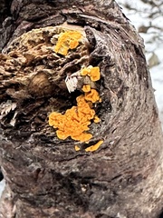 Calycina citrina