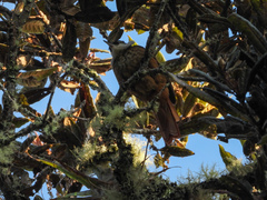 Pseudocolaptes boissonneautii