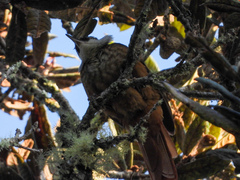 Pseudocolaptes boissonneautii