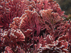 Corallina officinalis
