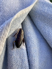 Drymaplaneta semivitta