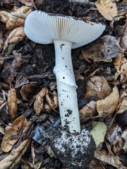 Amanita calyptratoides