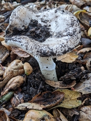 Amanita calyptratoides