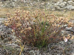 Chamaerhodos grandiflora