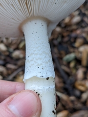 Amanita calyptratoides