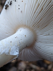 Amanita calyptratoides