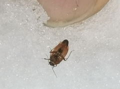 Agnocoris rubicundus