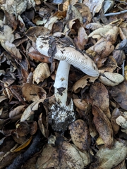 Amanita calyptratoides