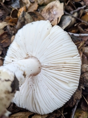 Amanita calyptratoides