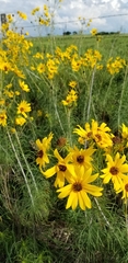 Helianthus salicifolius