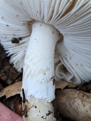 Amanita calyptratoides