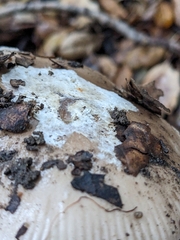 Amanita calyptratoides