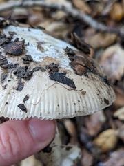 Amanita calyptratoides