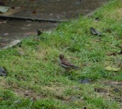 Passer domesticus