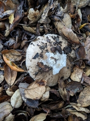 Amanita calyptratoides
