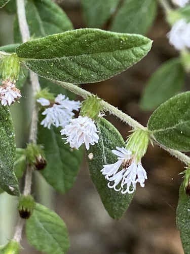 Lepidaploa sericea