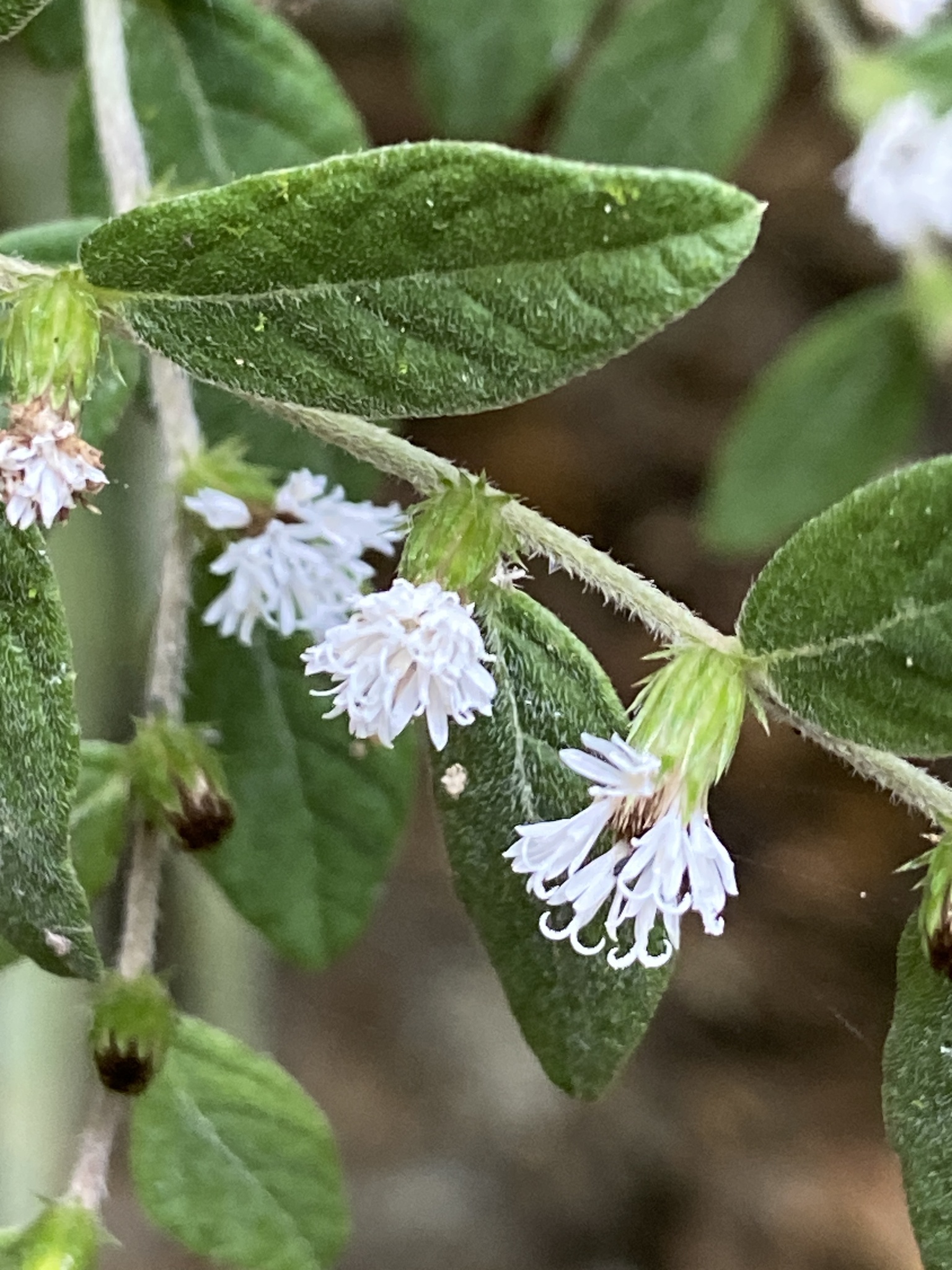 Lepidaploa sericea