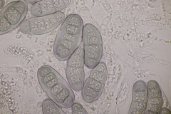 Hapalocystis kickxii