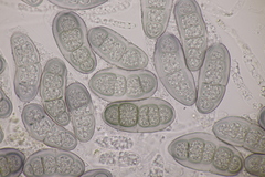 Hapalocystis kickxii