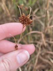 Rhynchospora ciliaris