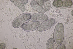 Hapalocystis kickxii
