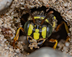 Aphilanthops frigidus