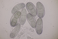 Hapalocystis kickxii