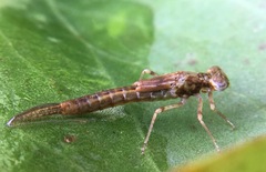 Zygoptera