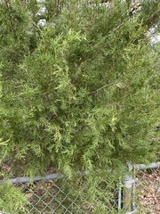 Juniperus ashei