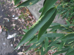 Stigmaeopsis nanjingensis