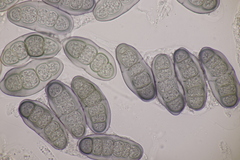Hapalocystis kickxii