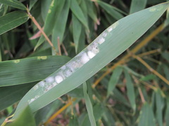 Stigmaeopsis nanjingensis